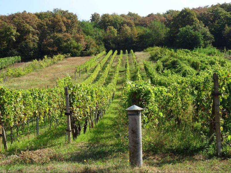 2 - izbová murovaná chata s vinicou, Viničky, Trebišov - okolie - 13